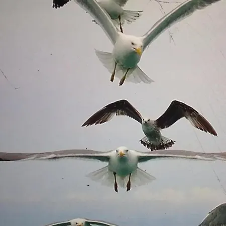 Charmant Pres D'ajaccio Avec Terrasse 아파트 엑시카수아렐라